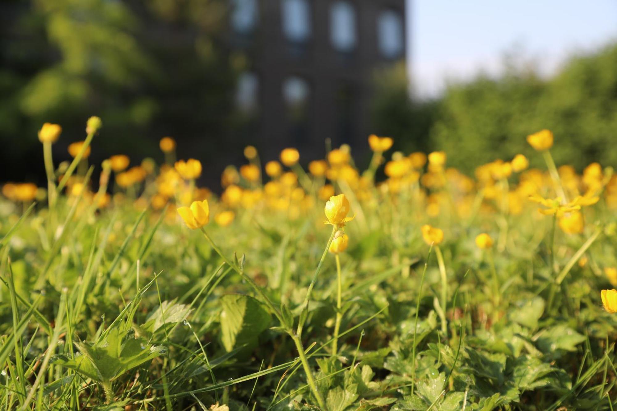 Goldcrest Village Apartments University Of גלוואיי מראה חיצוני תמונה